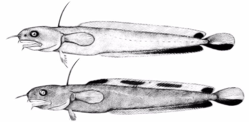 Enchelyopus cimbrius_01